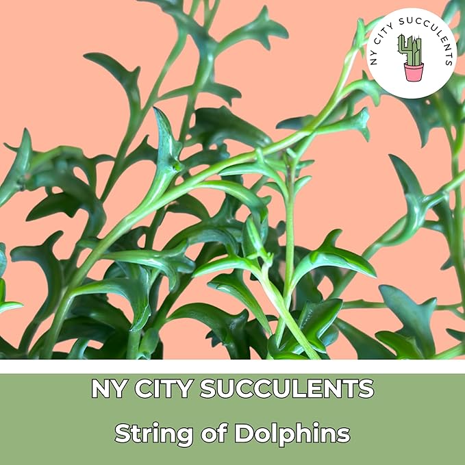 String of Dolphins Plant – Live 6” Hanging Basket Dolphin Succulent - Easy-Care Rare Air-Purifying Houseplant for Home, Office, Wedding Decor or Birthday Gift (Heat Pack Included)