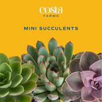 Costa Farms Mini Succulent Live Plant in Decorative Pot, Easy to Maintain Succulent Indoor Houseplant, Perfect for Home, Room, or Office Decor, Great House Warming or Birthday Gift, 2-3.5 Inches Tall