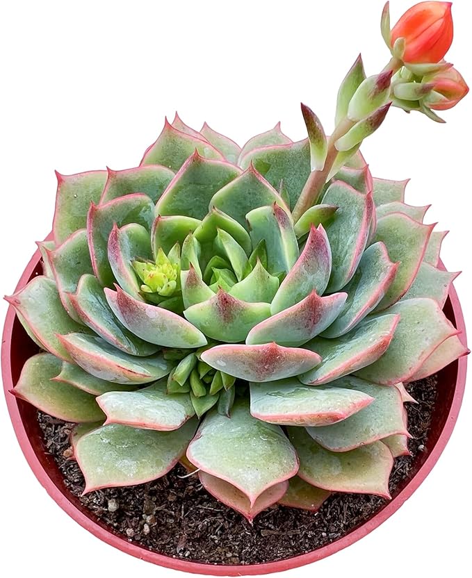Sprout N Green Echeveria 'Ramillette', 1-Pack Live Rare Succulent Potted 4inch Planter with Soil Mix, Real House Plant for Party Favors Home Garden Wedding Decoration DIY Projects