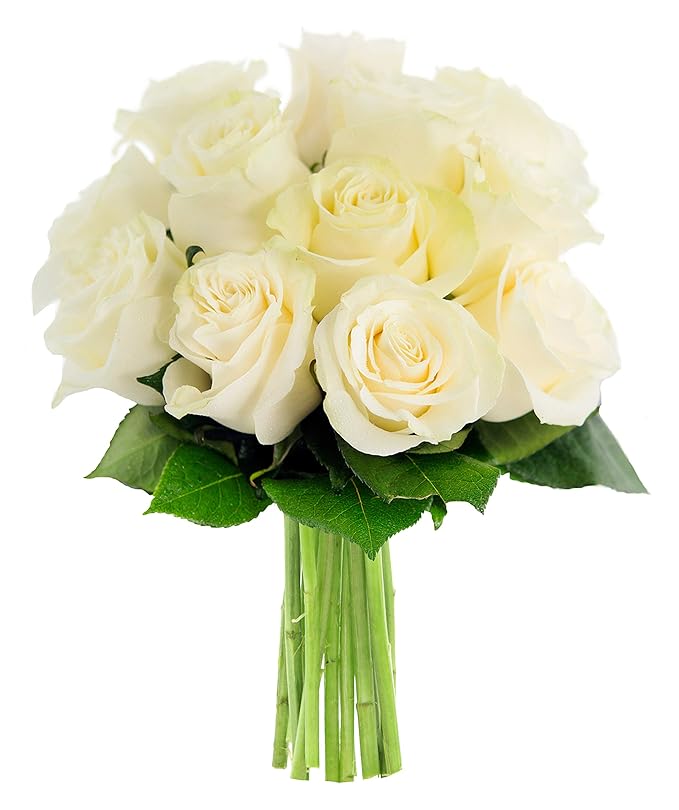 KaBloom - Bouquet of 12 Fresh White Roses (Farm-Fresh, Long-Stem) - Fresh Flowers for Birthday, Valentine's & Mother's Day