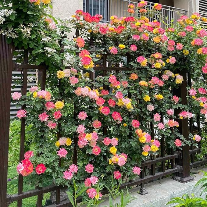 315+ Mixed Color Climbing Rose Rosa Seeds for Planting-Heirloom Garden Vine Home Landscape