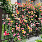 315+ Mixed Color Climbing Rose Rosa Seeds for Planting-Heirloom Garden Vine Home Landscape