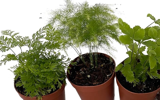 Mini Ferns for Terrariums/Fairy Garden - Live Plants - 3 Different Plants-2" Pots