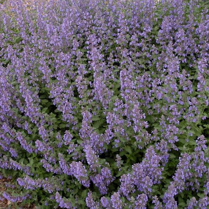 Nepeta x faassenii 'Walker's Low' (Catmint)