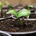 Coast of Maine Organic & Natural Sprout Island Blend Seed Starter - Seed Germination & Root Plant Cuttings w/Composted Manure, Mycorrhizae, Worm Castings & Kelp - Enhanced Drainage (2 cu ft)