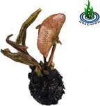 (Nymphaea Panama Pacific) Tropical Water Lily Tuber Live Aquatic Plants for Freshwater Fish Pets Pond Balcony Decorations by Greenpro