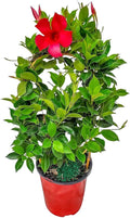Pretty Red Live Dipladenia Plant - Live Flowering Plant - Trellis - 18" Hoop, 18" to 20" Overall Height - 1 Gallon Planter - Tropical Plants of Florida (Plant Only)