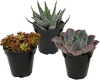 Altman Plants Pet Friendly Plant Pack (3PK) Real Succulents, Pet Safe Plants & Succulent Plants, Live Succulents, Pet Friendly Plants, Live Plants & House Plants in 3.5" Pots with Succulent Soil Mix