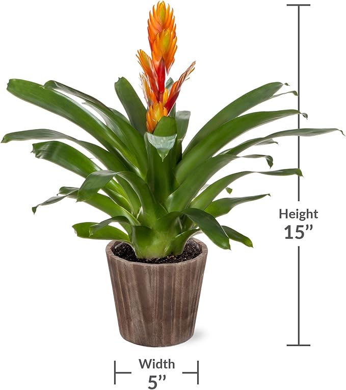 Green Circle Growers 5" Orange Vriessa Bromeliad in Brown Wilson Wood Planter, Live Plant