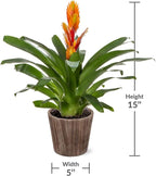 Green Circle Growers 5" Orange Vriessa Bromeliad in Brown Wilson Wood Planter, Live Plant