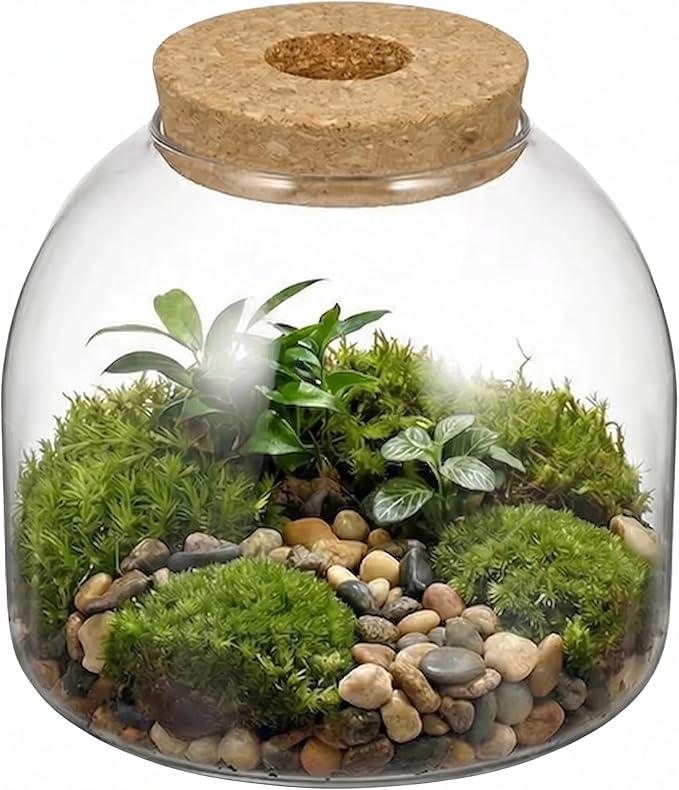 NUOBESTY Glass Terrarium Jar with Cork Lid, Hydroponic Plant Propagation Vase, Clear Round Betta Fish Bowl Tank for Moss Succulent Indoor Desktop Home Decor