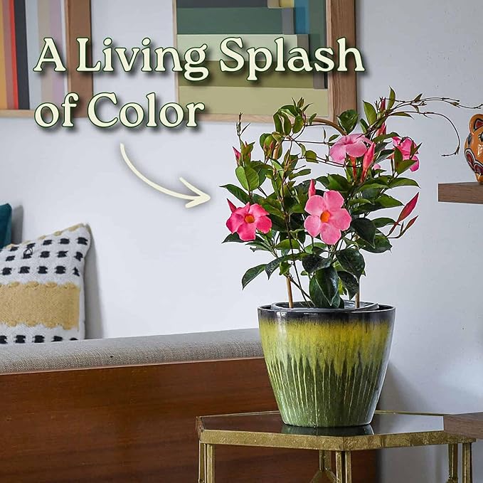 Pretty Pink Live Dipladenia Plant - Live Flowering Plant - Trellis - 18" Hoop, 18" to 20" Overall Height - 1 Gallon Planter - Tropical Plants of Florida (Plant Only)