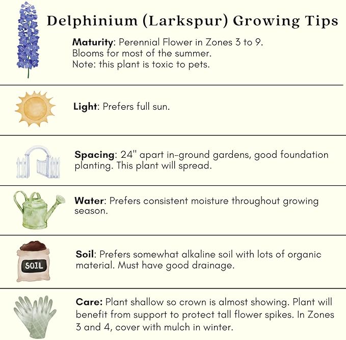 Clovers Garden Delphinium Magic Fountains (Larkspur) Plants – Two (2) Live Plants – Non-GMO - Not Seeds - Each 4" to 8" Tall – in 4" Inch Pots – Large Flower Spikes