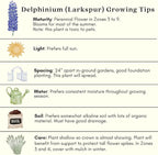 Clovers Garden Delphinium Magic Fountains (Larkspur) Plants – Two (2) Live Plants – Non-GMO - Not Seeds - Each 4" to 8" Tall – in 4" Inch Pots – Large Flower Spikes