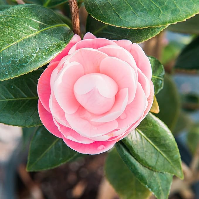 Perfect Plants Pink Perfection Camellia Bush 3 Gallon | Live Shrub for Outdoor Planting | Evergreen Foliage Stays Green All Year Long | Beautiful Pink Flowers in Spring