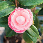 Perfect Plants Pink Perfection Camellia Bush 3 Gallon | Live Shrub for Outdoor Planting | Evergreen Foliage Stays Green All Year Long | Beautiful Pink Flowers in Spring