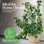 American Plant Exchange English Ivy Variegated – 4-Inch Pot – Live Easy Care Vining Houseplant, Elegant Trailing Foliage for Home, Office, or Garden Decor