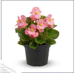 Live Begonia - Green Leaf Ambassador Pink (4 Per Pack), Beautiful Shade Annual, Ships 8" Tall by 4" Wide in 1 Pt Pot