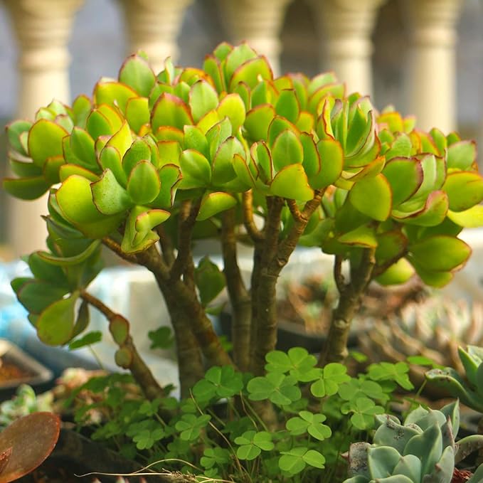 Sprout N Green Ripple Jade - Crassula Arborescens Undulatifolia, Rare Cute Succulent Plant Fully Rooted in 2" Pot, Keep Away from Pets