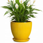 8 Inch Pots for Plants, Ceramic Plant Pots for Indoor Plants, Round Ceramic Planter with Drainage Hole and Saucer, Modern Decorative Plant Pot, Home Kitchen Decor, Women Men Gifts, Yellow