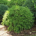 RedCrocus Green Gem' Hybrid Boxwood- Evergreen Shrub for Hedges & Borders, Deer Resistant, Pet Safe, Container Friendly, Well-Drained Soil, Easy Care 1 Gallon