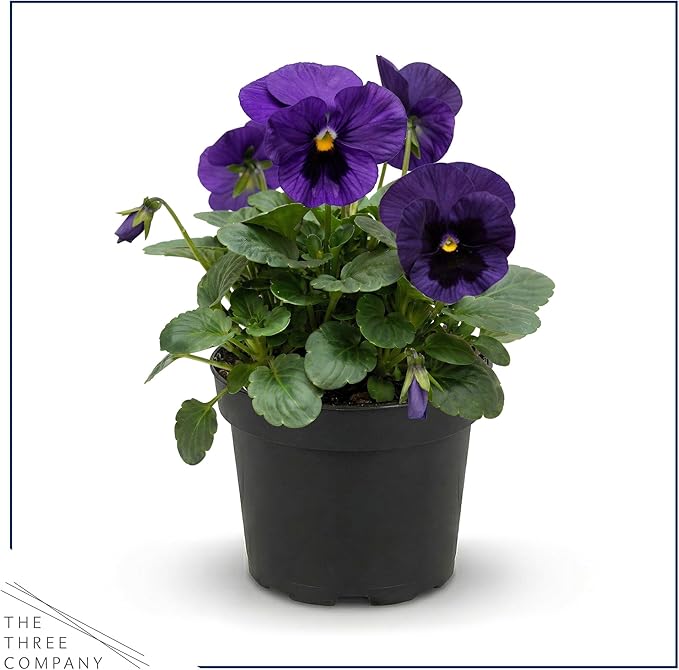 Live Healthy Flowering Pansies - Purple Blotch (4 Plants Per Pack), Beautiful Winter Color, 6" Tall by 4" Wide in 1 Pint Square Pot