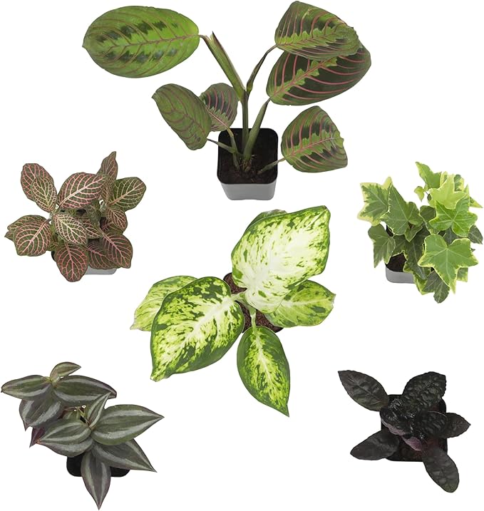 Altman Plants Live Houseplants (6PK), Indoor Plants for Delivery Prime, Live Plants and Gardening Gifts for Plant Lovers, Planters for Indoor Plants with Potting Soil, Live House Plants Indoors Live