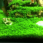 Hewnda 2 LB to Complete Freshwater Planted Aquarium Substrate,Aquatic Plant Cultivation Medium