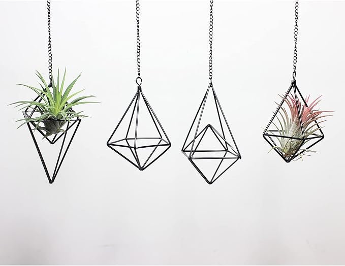 ZOOELAY Hanging Air Plants Holders Black Airplants Plant Hanger Metal Geometric Inoor Planter Holder Air Ferns Display Rack with Chain 4Pcs …