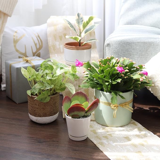 Pothos 'Marble Queen' (4 inch) - Air-Purifying Houseplants - 4/6 inch Unique Live Decorative Houseplants - Low-Maintenance Indoor Plants, House Warming Gift, Natural Air Purifier
