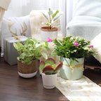 Pothos 'Marble Queen' (6 inch) - Air-Purifying Houseplants - 4/6 inch Unique Live Decorative Houseplants - Low-Maintenance Indoor Plants, House Warming Gift, Natural Air Purifier