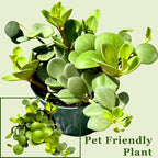 Peperomia Live Plant in 4" Pot - Peperomia Hope Live Plant - Natural Air Purifier Indoor HousePlant - Live Plants for Home Office Wedding Decor & Birthday Gift (Heat Pack Included)