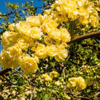 Yellow Rose Live Plant, Can Grow As Rose Bushes Shrubs or Climbing, Fragrant Ready to Plant, Starter Size, 5 to 10 Inc Tall, Dormant in Winter