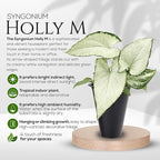 Syngonium Holly M (4 Pack) Live Starter Plants, Variegated Arrowhead Vine Houseplants, Easy Care Indoor Tropical Plants Live, Decorative Foliage Plants