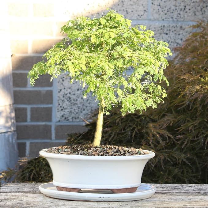 Brazillian Rain Tree with White 10" Ceramic Tray