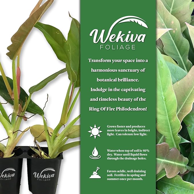 Philodendron Ring of Fire - 2 Live Starter Plants in 2 Inch Pots - Exotic and Rare Indoor Houseplant - A Kaleidoscope of Colors