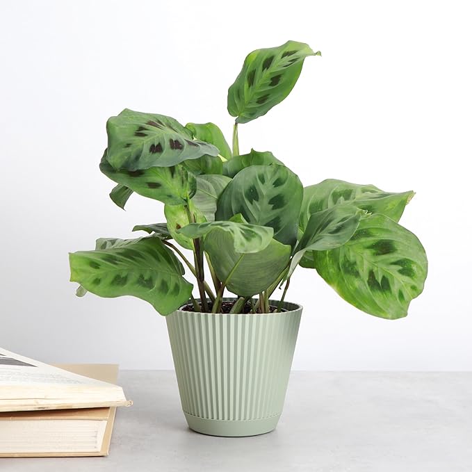 Thorsen's Greenhouse Green Prayer Plant, Live Indoor Plant, Pet Friendly, Uncommon Houseplant, Green Maranta, Easy to Grow, 4" Diameter Pot (Sage)