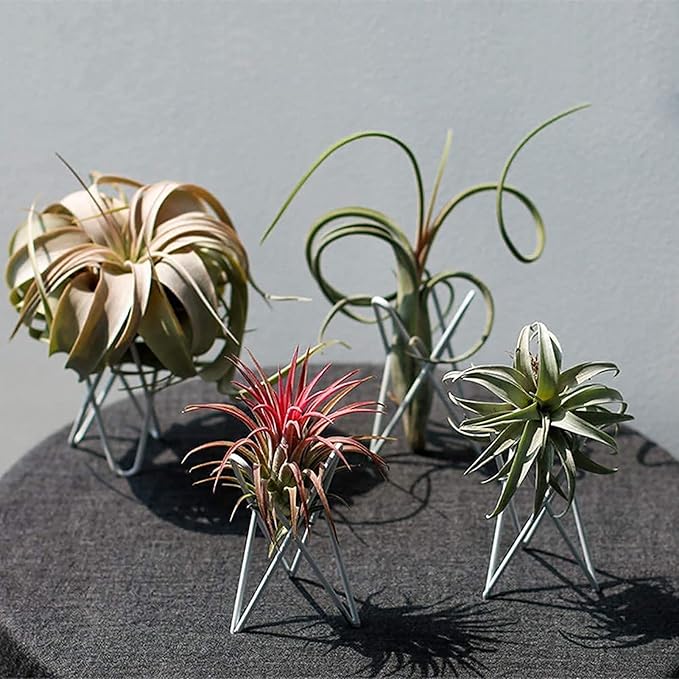4 Packs Airplant Plants Holder Metal Base Geometric Air Plants Stand Tabletop Air ferns Planter Rack White Tillandsia Display Containers Himmeli Decor .