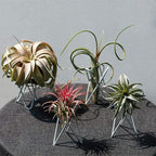 4 Packs Airplant Plants Holder Metal Base Geometric Air Plants Stand Tabletop Air ferns Planter Rack White Tillandsia Display Containers Himmeli Decor .