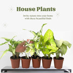Syngonium Live Plant Assorted Starter Pack in 2" Pot - Easy to Grow Air Purifying Indoor House Plants Flowers for Home Office Wedding Decor & Birthday Gift (5) (Heat Pack Included)