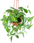 Shop Succulents Epipremnum Pinnatum Cebu Blue Hanging Plant, Live Indoor Plant, Easy Care Hanging Ivy Houseplant in Nursery Pot, Air Purifying Plant in Soil, Housewarming, Home Décor, Hanger Included