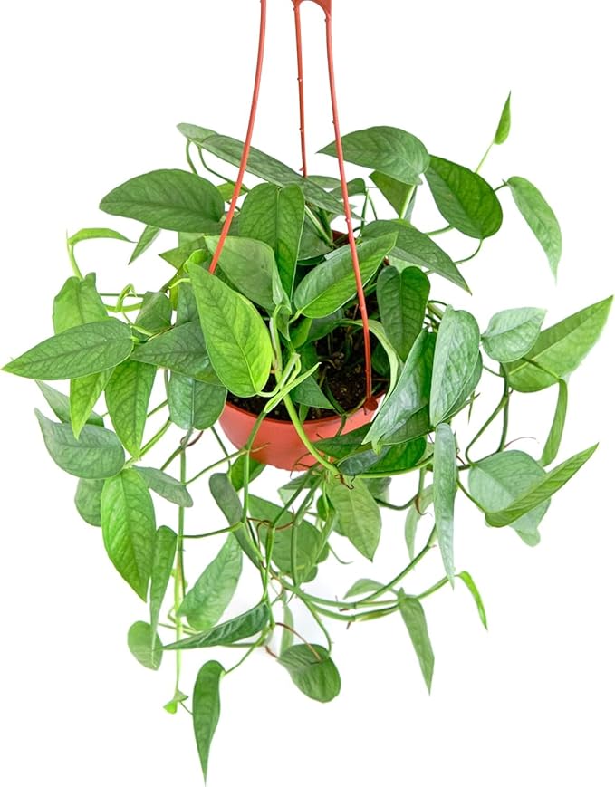 Shop Succulents Rare Cebu Blue Hanging Plant, Live Indoor Plant, Easy Care Hanging Ivy Houseplant in Nursery Pot, Air Purifying Plant in Soil, Housewarming, Home Décor, Hanger Included