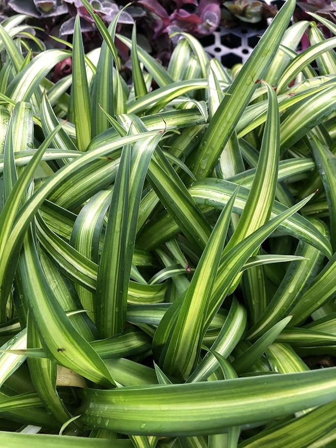 Hawaiian Spider Plant - 4 Pack Live Starter Plants - for Home & Office Decor - Air Purifying Rare Houseplants with White & Green Striped Foliage - Easy to Grow Indoor & Garden Plant