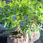 Brussel's Live Hawaiian Umbrella Indoor Bonsai Tree in Rock Pot (2 Pack) - 5 Years Old; 5" to 8" Tall