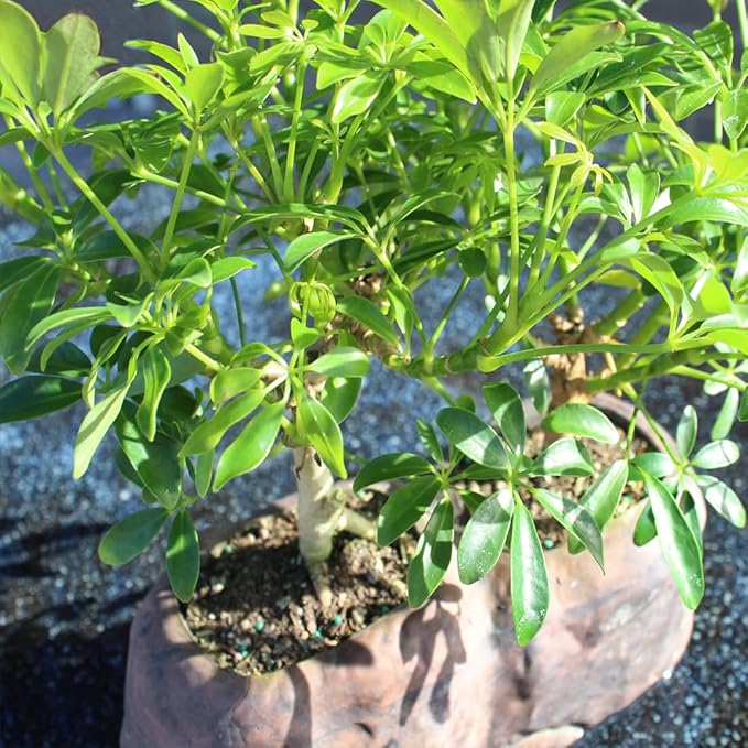 Brussel's Live Hawaiian Umbrella Indoor Bonsai Tree in Rock Pot (2 Pack) - 5 Years Old; 5" to 8" Tall