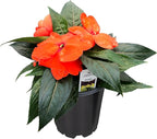 Live Flowering New Guinea Impatiens - Orange (3 Plants Per Pack), Beautiful Shade Flowers, 12" Tall by 5" Wide in 1 Qt Pot