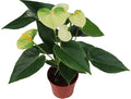 White Anthurium - 4" from California Tropicals