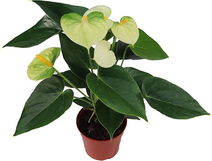 White Anthurium - 4" from California Tropicals