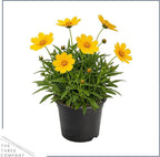 Live Coreopsis 2-Pack – Yellow, Flowering Perennial, Beautiful Spring and Summer Blooms, 10" Tall by 5" Wide in 1 Qt Pot
