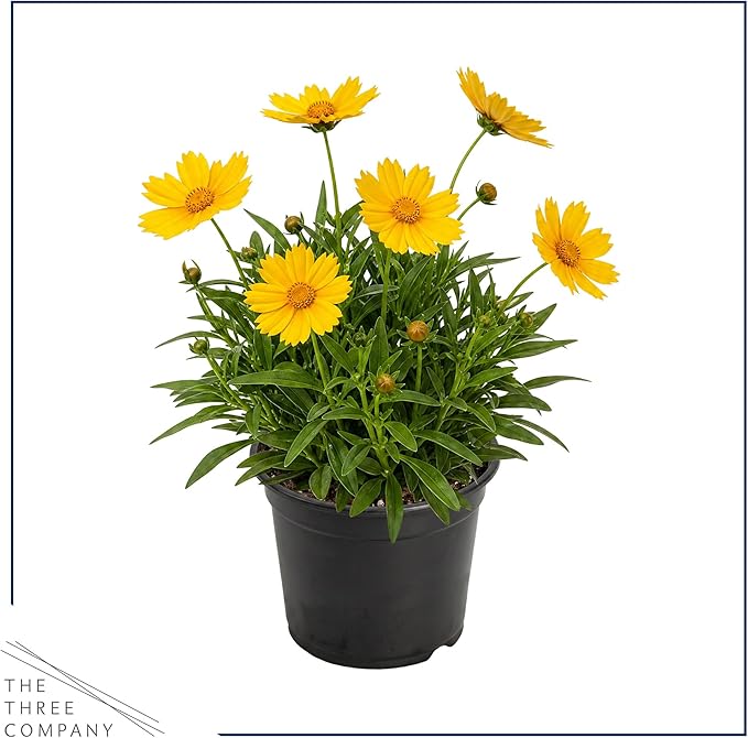 Live Coreopsis 2-Pack – Yellow, Flowering Perennial, Beautiful Spring and Summer Blooms, 10" Tall by 5" Wide in 1 Qt Pot